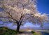 albero_400